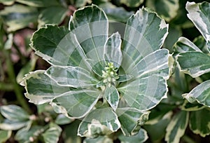 Japanese Pachysandra terminalis Variegata, with buds photo